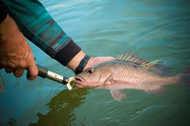 Fish tagging system