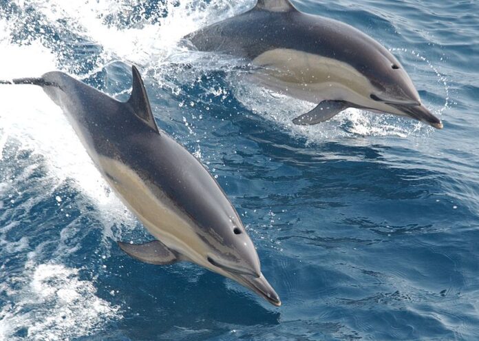 Watch Dolphins
