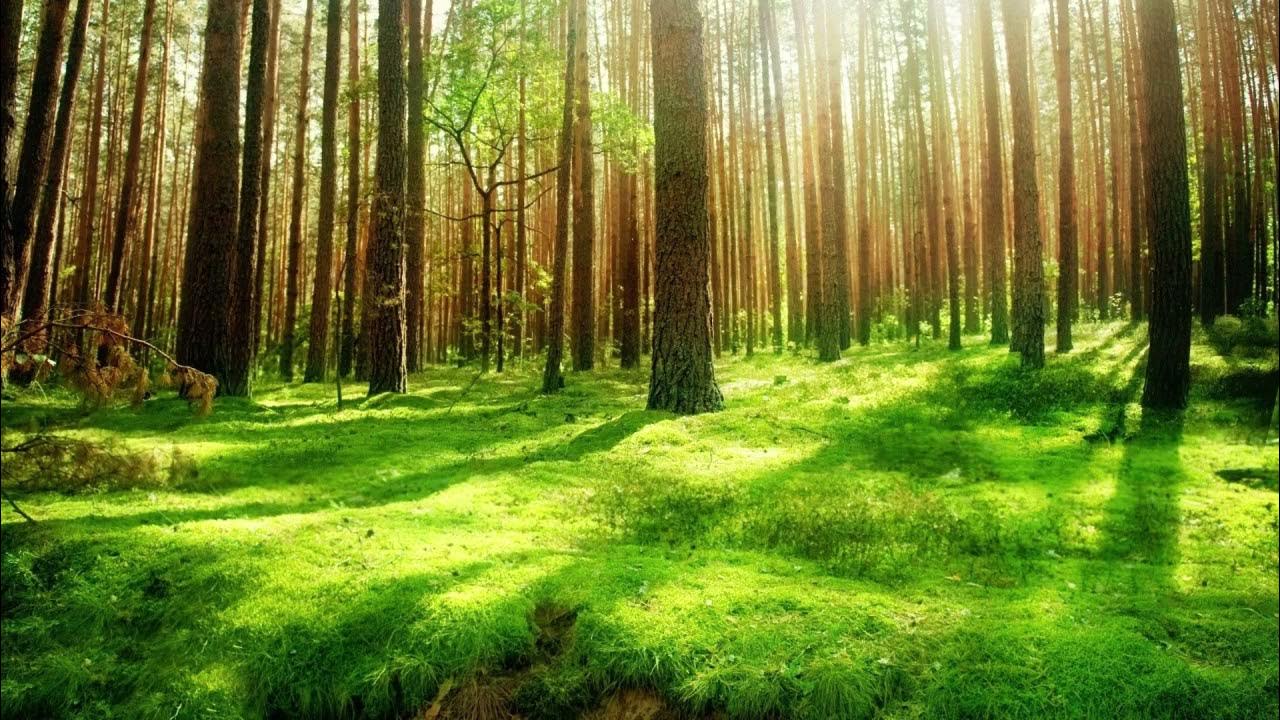 Save the Forest
