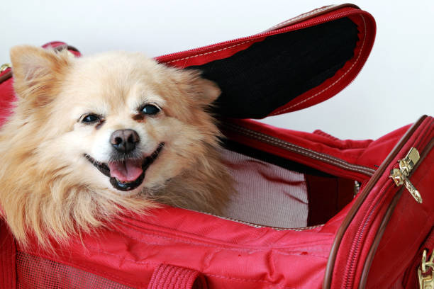car dog carrier